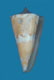 Click to see a larger version of this image