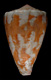 Click to see a larger version of this image (Conus maculiferus  Sowerby ii, 1833 Primary Type Image)