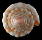 Click to see a larger version of this image (Conus maculiferus  Sowerby ii, 1833 Primary Type Image)