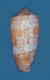 Click to see a larger version of this image (Conus magdalenae  Kiener, 1847 Primary Type Image)