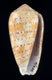 Click to see a larger version of this image (Conus magdalenae  Kiener, 1847 Primary Type Image)