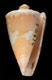 Click to see a larger version of this image (Conus magellanicus  Hwass in Bruguière, 1792 Primary Type Image)