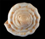 Click to see a larger version of this image (Conus magellanicus  Hwass in Bruguière, 1792 Primary Type Image)