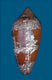 Click to see a larger version of this image (Conus magnificus  Reeve, 1843 Primary Type Image)