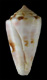 Click to see a larger version of this image (Conus magnottei  Petuch, 1987 Primary Type Image)