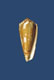 Click to see a larger version of this image (Conus magus  Linnaeus, 1758 Primary Type Image)