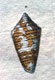 Click to see a larger version of this image