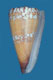 Click to see a larger version of this image (Conus mariei  Jousseaume, 1899 Primary Type Image)