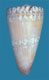 Click to see a larger version of this image (Conus mariei  Jousseaume, 1899 Primary Type Image)