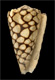 Click to see a larger version of this image (Conus marmoreus  Linnaeus, 1758 Primary Type Image)