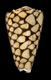 Click to see a larger version of this image (Conus marmoreus  Linnaeus, 1758 Primary Type Image)