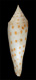 Click to see a larger version of this image (Conus mazei  Deshayes, 1874 Primary Type Image)