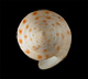 Click to see a larger version of this image (Conus mazei  Deshayes, 1874 Primary Type Image)