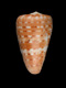 Click to see a larger version of this image (Conus medoci  Lorenz, 2004 Primary Type Image)