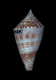 Click to see a larger version of this image (Asprella memiae  Habe & Kosuge, 1970 Primary Type Image)