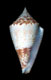 Click to see a larger version of this image (Asprella memiae  Habe & Kosuge, 1970 Primary Type Image)