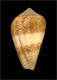 Click to see a larger version of this image (Conus mercator  Linnaeus, 1758 Primary Type Image)