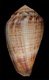 Click to see a larger version of this image (Conus biliosus meyeri  Walls, 1979 Primary Type Image)