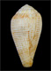 Click to see a larger version of this image (Conus micropunctatus  Röckel & Rolán, 2000 Primary Type Image)