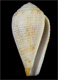 Click to see a larger version of this image (Conus micropunctatus  Röckel & Rolán, 2000 Primary Type Image)