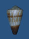 Click to see a larger version of this image (Conus miles  Linnaeus, 1758 Primary Type Image)