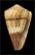 Click to see a larger version of this image (Conus miles  Linnaeus, 1758 Primary Type Image)