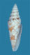 Click to see a larger version of this image (Conus milneedwardsi  Jousseaume, 1894 Primary Type Image)