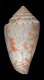 Click to see a larger version of this image (Conus mindanus  Hwass in Bruguière, 1792 Primary Type Image)