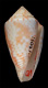 Click to see a larger version of this image (Conus mindanus  Hwass in Bruguière, 1792 Primary Type Image)