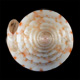 Click to see a larger version of this image (Conus mindanus  Hwass in Bruguière, 1792 Primary Type Image)