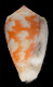 Click to see a larger version of this image (Conus morrisoni  G. Raybaudi Massilia, 1991 Primary Type Image)