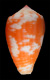 Click to see a larger version of this image (Conus morrisoni  G. Raybaudi Massilia, 1991 Primary Type Image)