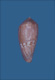 Click to see a larger version of this image (Conus mozambicus  Hwass in Bruguière, 1792 Primary Type Image)