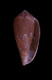 Click to see a larger version of this image (Conus mozambicus  Hwass in Bruguière, 1792 Primary Type Image)