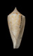 Click to see a larger version of this image (Conus mucronatus  Reeve, 1843 Syntype Image)