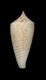 Click to see a larger version of this image (Conus mucronatus  Reeve, 1843  Image)