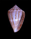 Click to see a larger version of this image (Conus mus  Hwass in Bruguière, 1792 Primary Type Image)