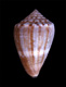 Click to see a larger version of this image (Conus mus  Hwass in Bruguière, 1792 Primary Type Image)