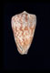 Click to see a larger version of this image (Conus muscosus  Lamarck, 1810 Primary Type Image)