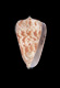 Click to see a larger version of this image (Conus muscosus  Lamarck, 1810 Primary Type Image)