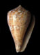 Click to see a larger version of this image (Conus mutabilis  Reeve, 1844 Syntype Image)