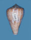 Click to see a larger version of this image (Conus mutabilis  Reeve, 1844 Syntype Image)