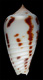 Click to see a larger version of this image (Conus nahoniaraensis  da Motta, 1986 Primary Type Image)