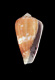 Click to see a larger version of this image (Conus narcissus  Lamarck, 1810 Primary Type Image)