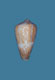 Click to see a larger version of this image (Conus narcissus  Lamarck, 1810 Primary Type Image)