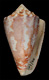 Click to see a larger version of this image (Conus nebulosus  Hwass in Bruguière, 1792 Primary Type Image)