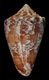 Click to see a larger version of this image (Conus nebulosus  Hwass in Bruguière, 1792 Primary Type Image)