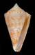 Click to see a larger version of this image (Conus nipponicus  da Motta, 1985 Primary Type Image)