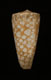 Click to see a larger version of this image (Conus nobilis  Linnaeus, 1758 Primary Type Image)