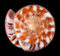 Click to see a larger version of this image (Conus (Dauciconus) norai  da Motta & Raybaudi, G., 1992 Primary Type Image)